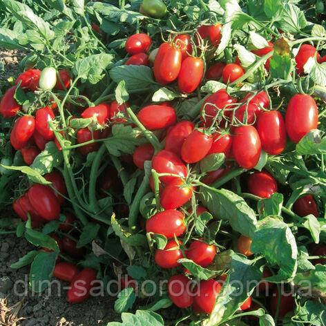 Томат Брисколіно F1 20 шт, фото 1