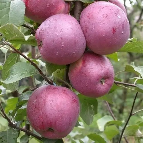 Яблуня "Флоріна" (зимовий, імунний сорт), фото 1