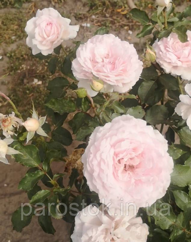 Троянда Еврідіка. Японська троянда, фото 1