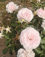 Троянда Еврідіка. Японська троянда. (вс)