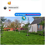 Газонні низькорослі трави для ландшафтного дизайну і озеленення 1кг і оптом гарантія!, фото 7