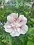 Гібіскус деревовидний живець свіжозрізаний  Starburst Chiffon  1 шт., фото 4
