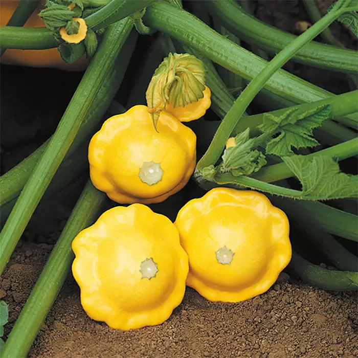 Патисон Санбурст Ф1