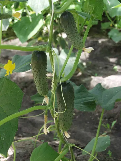 Насіння огірок Альянс Ф1 Bejo 250шт