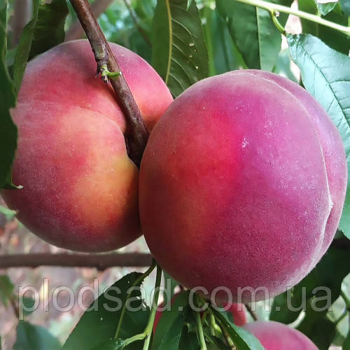 Персик Екстрим 6