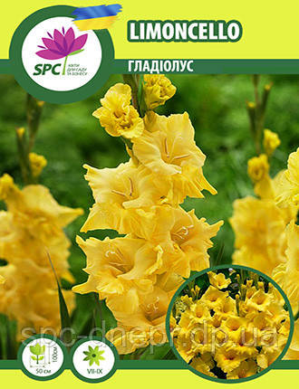 Гладіолус Limoncello, фото 1