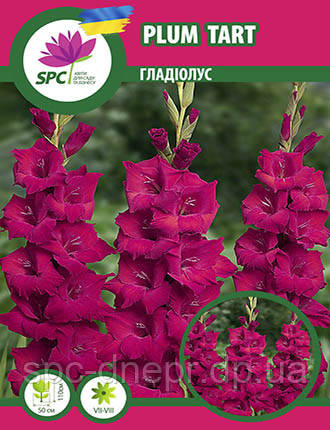 Гладіолус Plum Tart