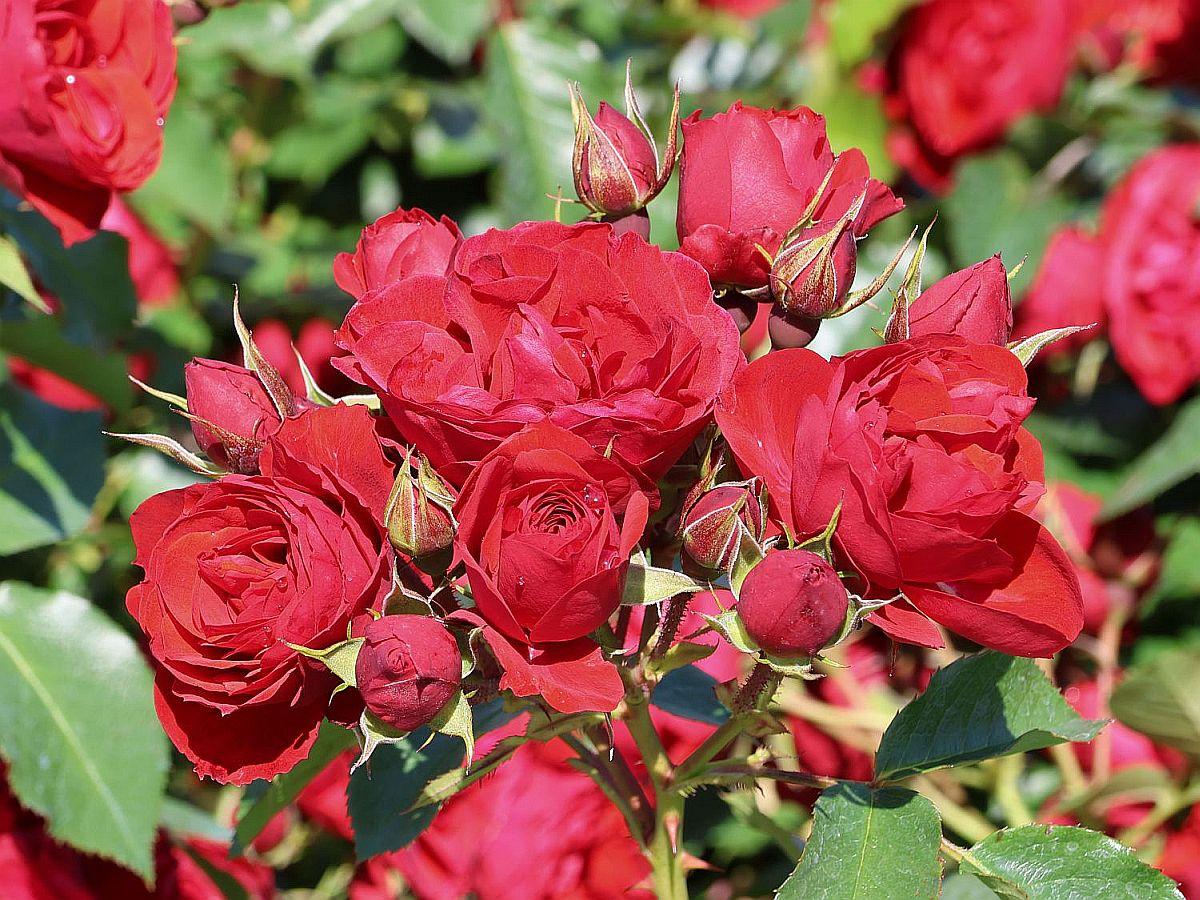 Троянда Manora® (Манора) штамб 90 -100см, фото 1