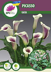 Calla (Калла) Picasso