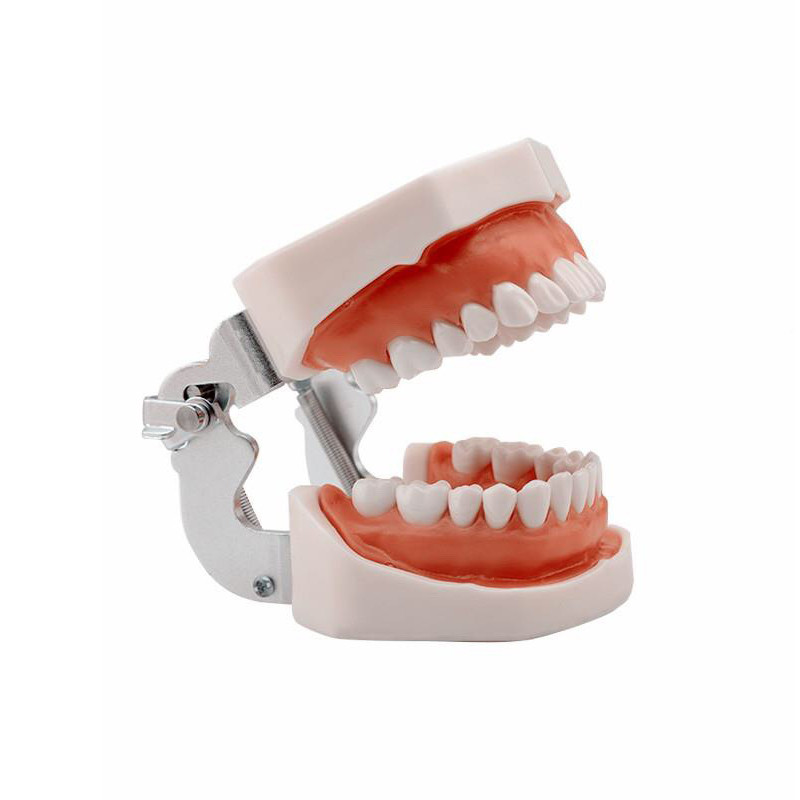 Стоматологічна модель щелепи людини RESTEQ з 28 знімними зубами — анатомічний тренажер для студентів та лікарів, фото 1