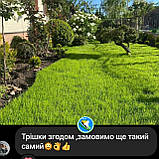 Газонні низькорослі трави для ландшафтного дизайну і озеленення 1кг і оптом гарантія!, фото 6