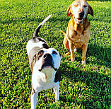 Насіння газону СПОРТ Універсал 5кг трава з підживленням легко посіє навіть дитина, фото 9