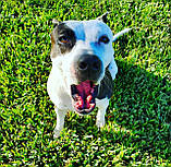 Насіння газону СПОРТ Універсал 5кг трава з підживленням легко посіє навіть дитина, фото 8