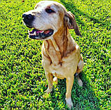 Насіння газону СПОРТ Універсал 5кг трава з підживленням легко посіє навіть дитина, фото 7