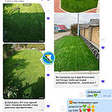 Газонні низькорослі трави для ландшафтного дизайну і озеленення 1кг і оптом гарантія!, фото 9