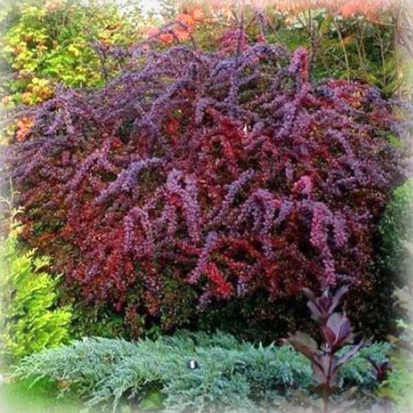 Барбарис оттавський Суперба (Superba), фото 1