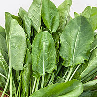 Насіння Щавеля Широколистий на вагу, Агролінія