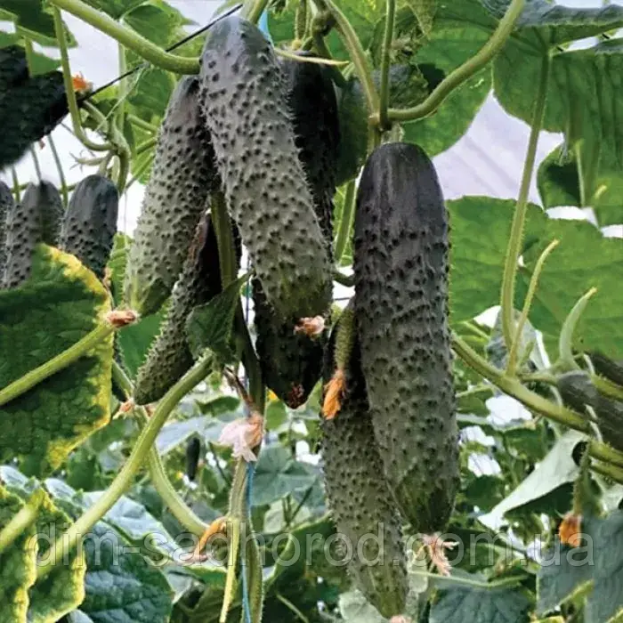 Насіння огірка Прімеро (Primero) F1, 10 шт.,в Зіп, фото 1