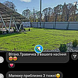 Газонні низькорослі трави для ландшафтного дизайну і озеленення 1кг і оптом гарантія!, фото 2