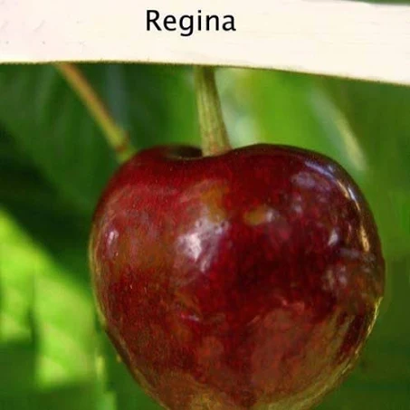 Черешня "Регіна" ( пізній термін дозрівання )