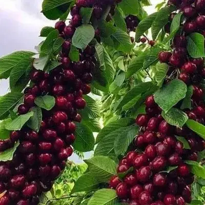 Черешня колоновидна "Ревна" (ягоди смачні, солодкі і соковиті)