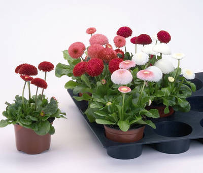 Маргаритки