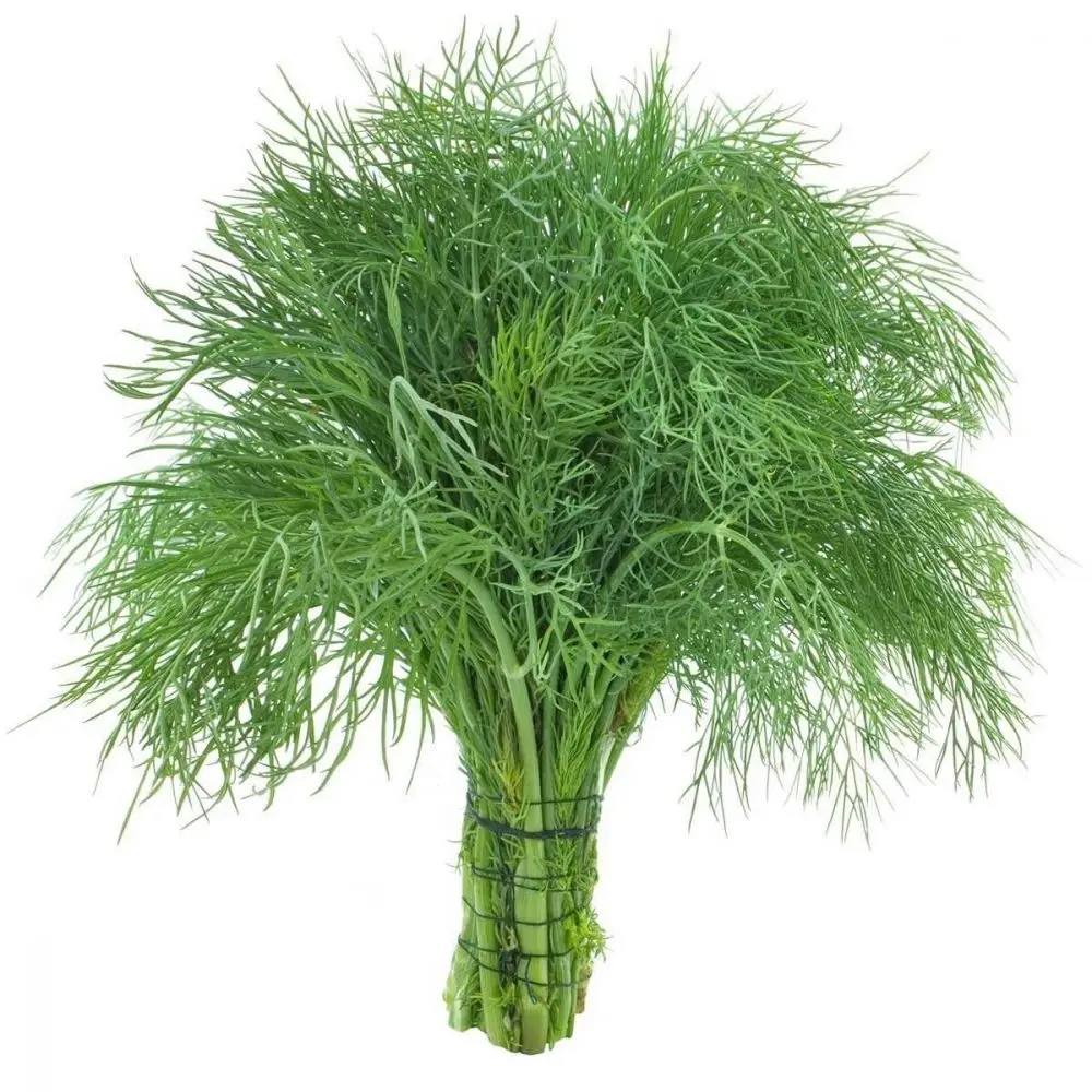 Насіння Кріп Компато кущовий 1г