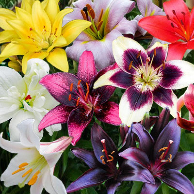 Лілія Азіатська суміш 3 шт