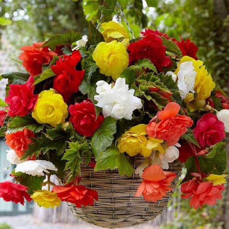 Бегонія каскадна суміш 3 шт, фото 1