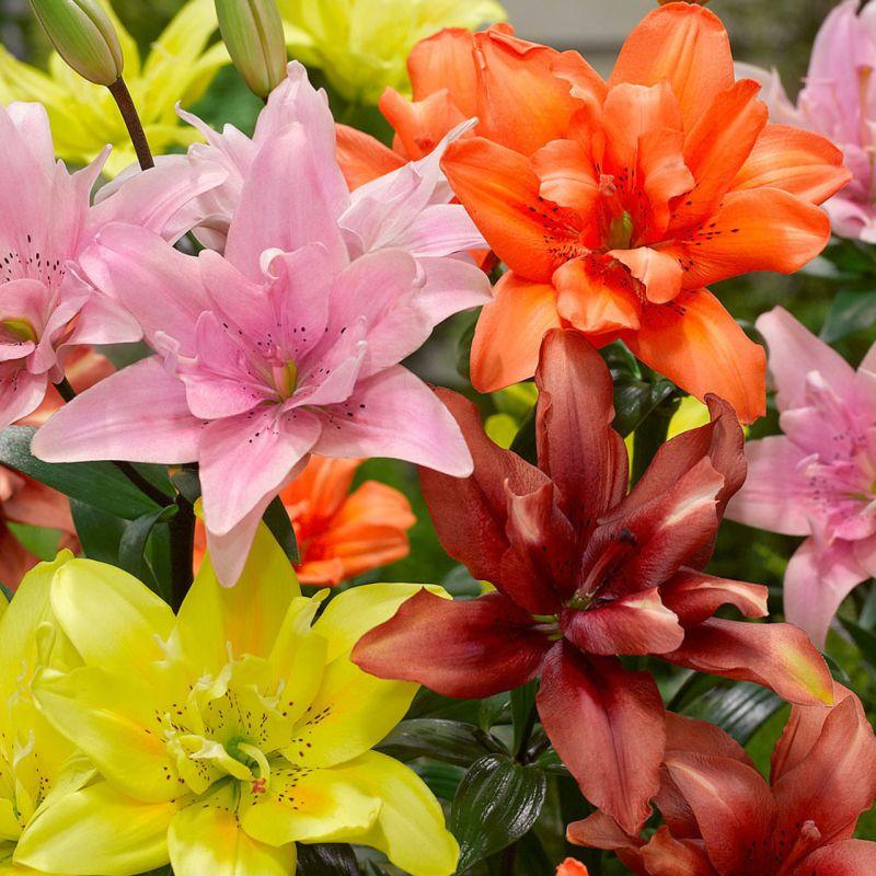 Лілія Махрова азіатська суміш 3 шт