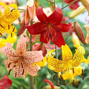 Лілія азіатська. Товари та послуги компанії 