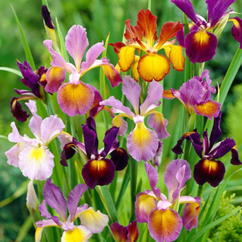 Ірис Голландський суміш 5 шт, фото 1