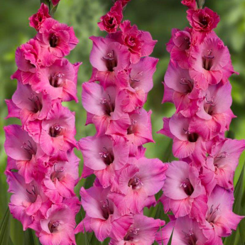 Гладіолус Bartok 3 шт