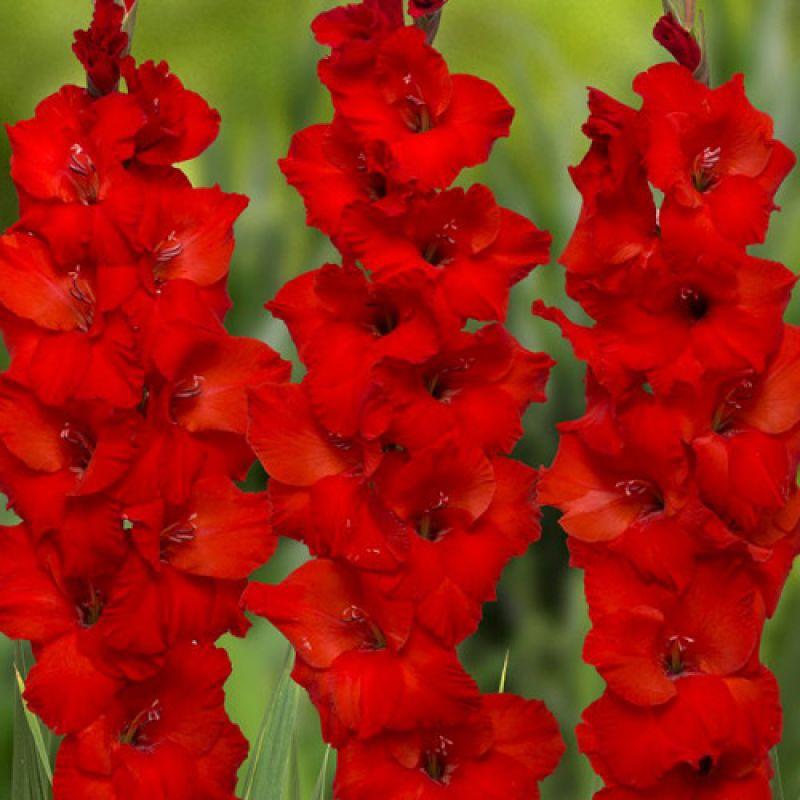 Гладіолус Costello 3 шт, фото 1