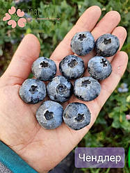 Саджанці лохини Чендлер (Чандлер) (3 роки, контейнер 3л)