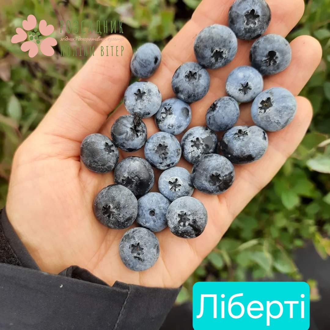 Саджанці лохини Ліберті (1,5 року, контейнер 1л)
