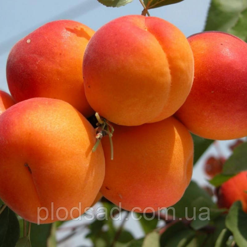 Абрикос Феллпс