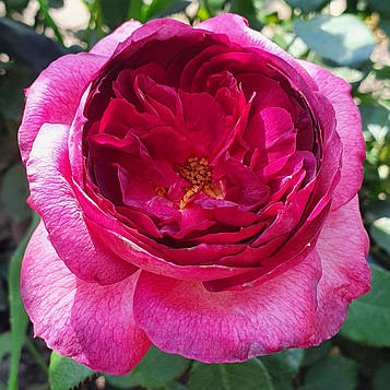 Тьєррі Маркс (Thierry Marx)