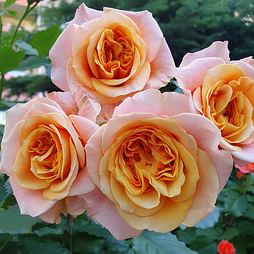 Ла Вілла Котта (La Villa Cotta)