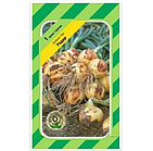 Цибуля озимова Радар 1 г