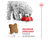 Корм для дорослих собак малих порід ROYAL CANIN MINI ADULT 2 кг, фото 3