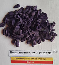 Насіння Соняшнику Солтан Екстра Під Гранстар, фото 3