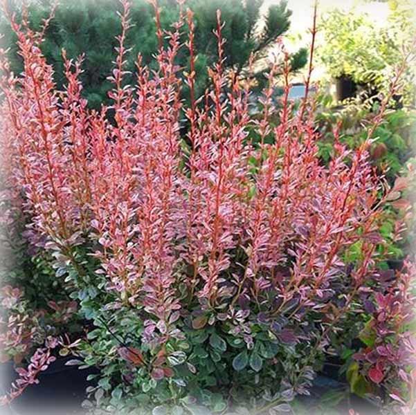 Барбарис тунберга Розі Рокет (Rosy Rocket)