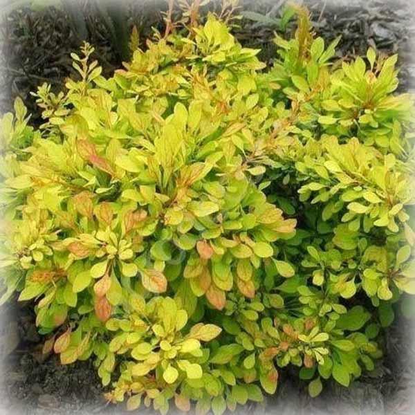 Барбарис тунберга Голден Дрім (Golden Dream), фото 1