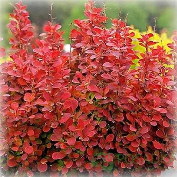 Барбарис тунберга Флоренс (Florence), фото 1