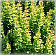 Барбарис тунберга Еректа (Erecta), фото 3
