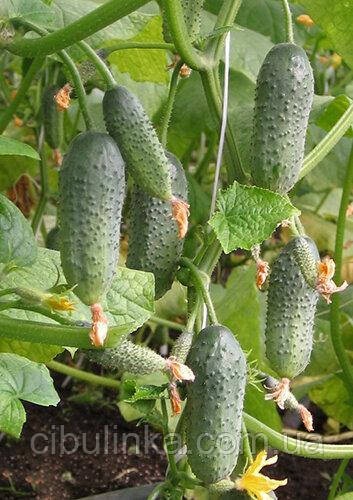 Огірок Буян F1 Коуел 10 шт, фото 1