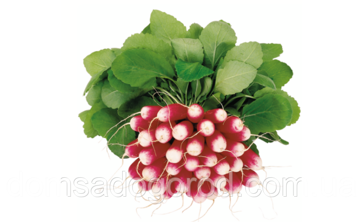 Редис Трето F1 | Treto F1 Syngenta  10 000 насінин