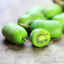 Актинідія самоплідна Вітіківі VITIKIWI (горщик 0,5л)