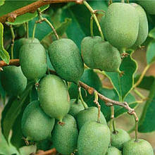 Актинідія плодонос Оригінальна (горщик 0,5л)